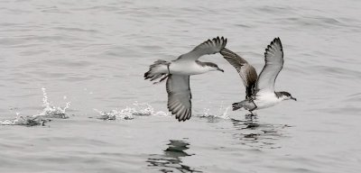 Buller's Shearwaters