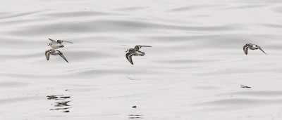 Red-necked Phalaropes