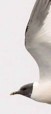 Sabine's Gull, 2nd prebasic