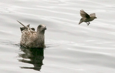 Brown-headed Cowbird, HY with Western Gull