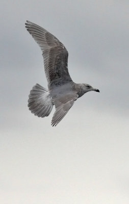 Glaucous-winged Gull, 2nd cycle