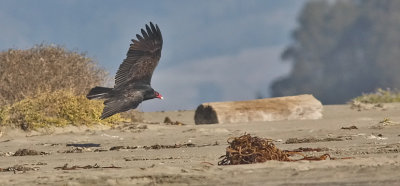 Turkey Vulture