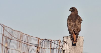 Red-tailed Hawk, dark adult (#1 of 2)