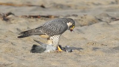 Peregrine Falcon, adult male with ROPI carcass