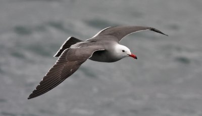 Heermann's Gull, alternate adult