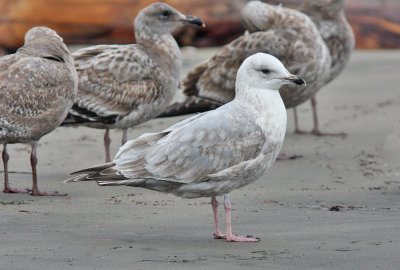 Thayer's Iceland Gull, 2nd cycle (1 of 2)