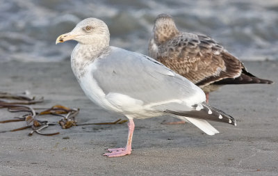 presumed Glaucous-winged x Western Gull, basic adult