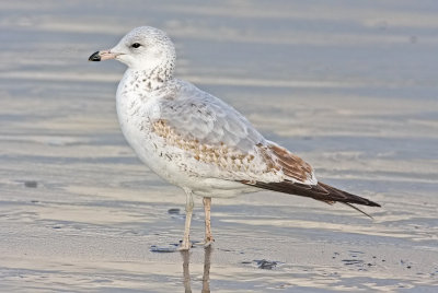 Ring-billed Gull, 1st cycle