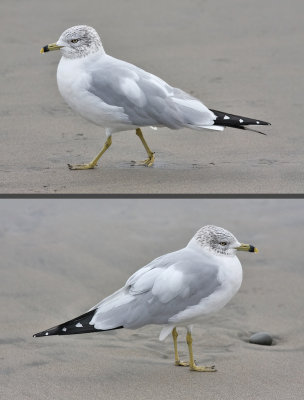 Ring-billed Gull, schizochrioc, basic adult