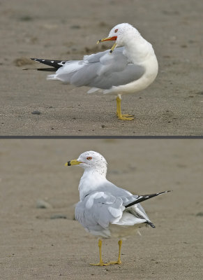 Ring-billed Gull,  basic adult (schizochroic)