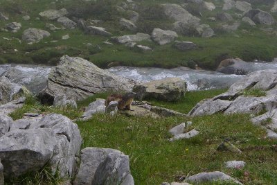 Between Vignemale and Lac de Gaube P1030226.jpg