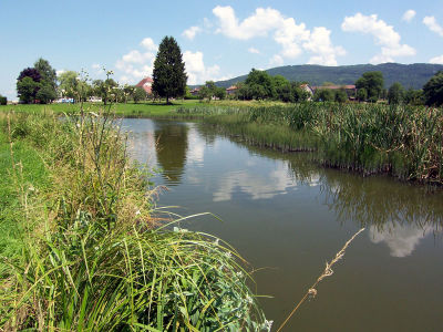 Saint-Hymetire, a pond with lots of frogs