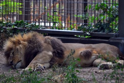 Sleepy lion