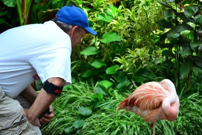 David sweet talks a flamingo