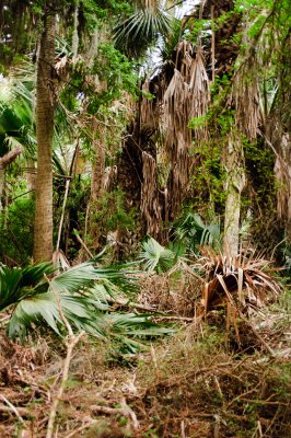 Palm Scrub Forest