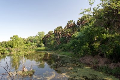 Resaca and Sabal Palms