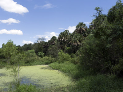 Resaca and Palms.jpg