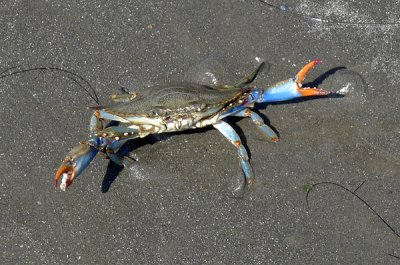 Blue Crab.jpg