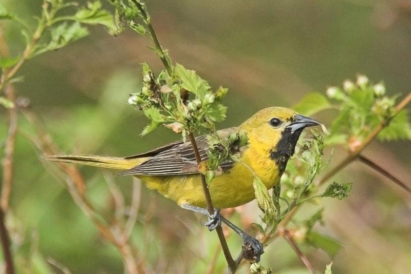 Orchard Oriole (1st summer male)