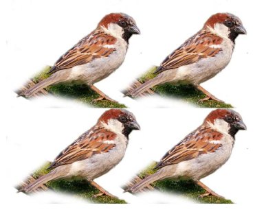 house sparrow target.jpg