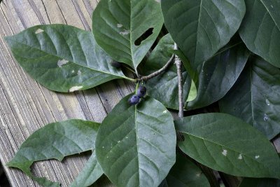 Black Tupelo (AKA Sour Gum or Black Gum) Nyssa sylvatica