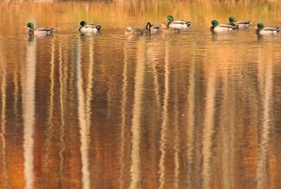 Ducks in row