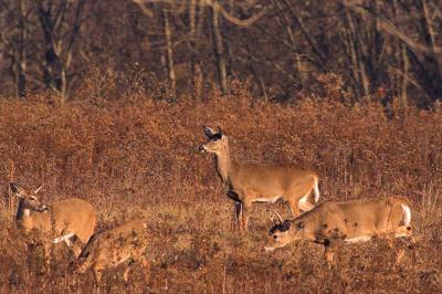 Whitetail deer