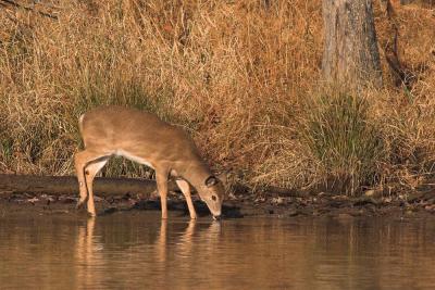 Whitetail deer