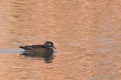 Wood duck - female