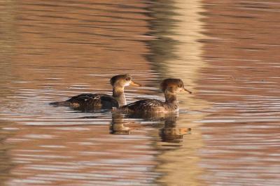 Hooded Mergansers - female