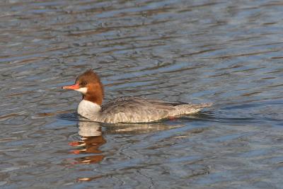 Common Merganser