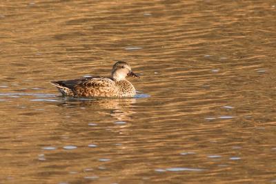 Green Winged Teal - female