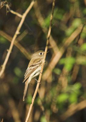 Least Flycatcher