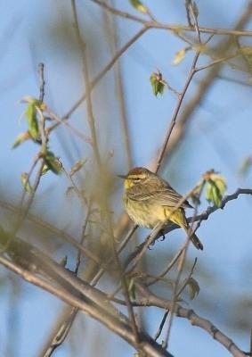 Palm Warbler