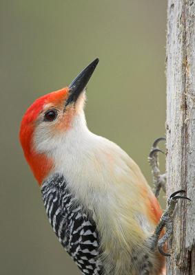 Red-bellied Woodpecker