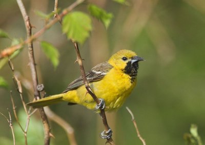 Orchard Oriole (1st summer male)