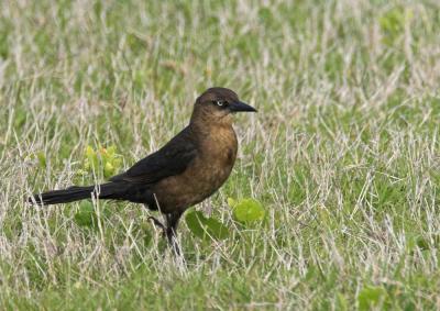 Boat-tailed Grackle - female