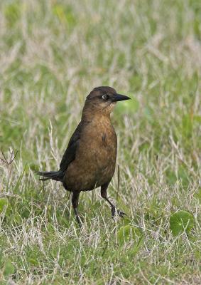 Boat-tailed Grackle - female