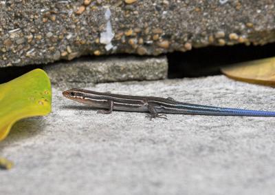 Five-lined Skink