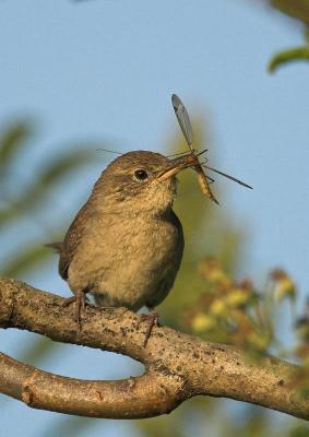 House Wren