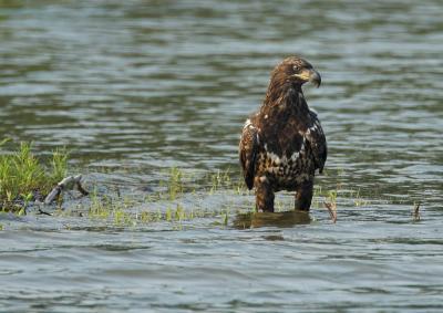 Bald Eagle - immature