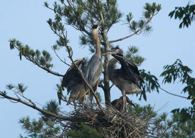 Great Blue Herons