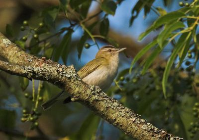 Red-eyed Vireo