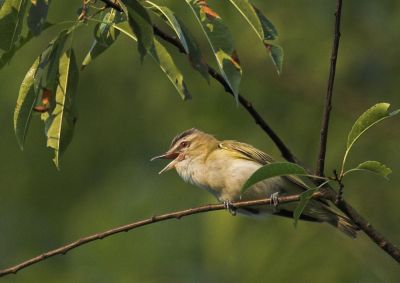 Red-eyed Vireo