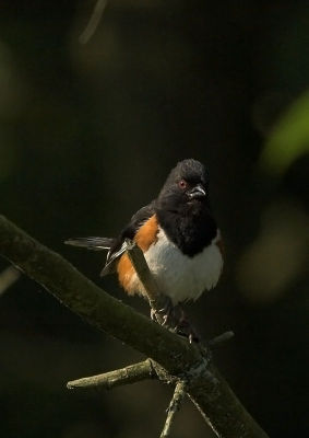 Eastern Towhee