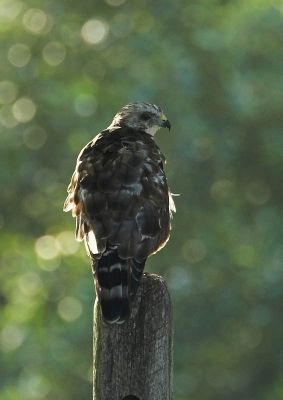 Broad-winged Hawk ?