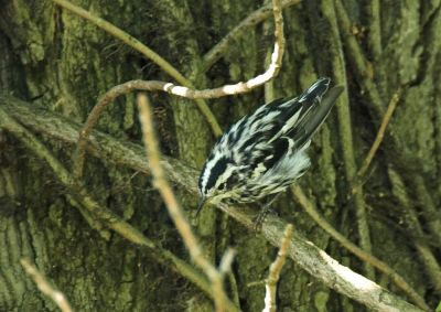Black-and-white Warbler - male