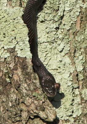 Black Rat Snake with fungal infection of the eye
