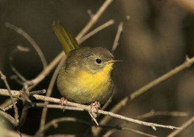 Common Yellowthroat - female