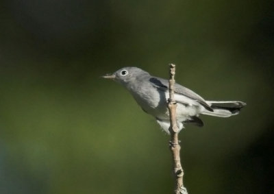 Blue-gray Gnatcatcher